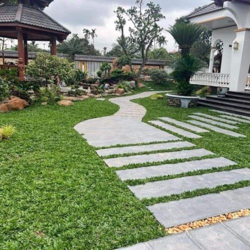Các loại cỏ thường trồng trước nhà Các loại cỏ thường trồng trước nhà