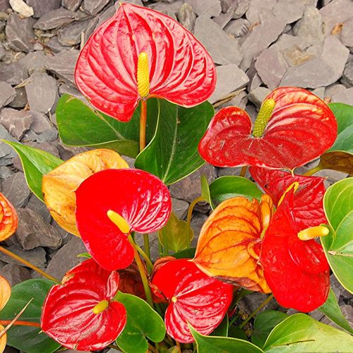 Các loại hoa phù hợp trồng trước nhà Các loại hoa phù hợp trồng trước nhà