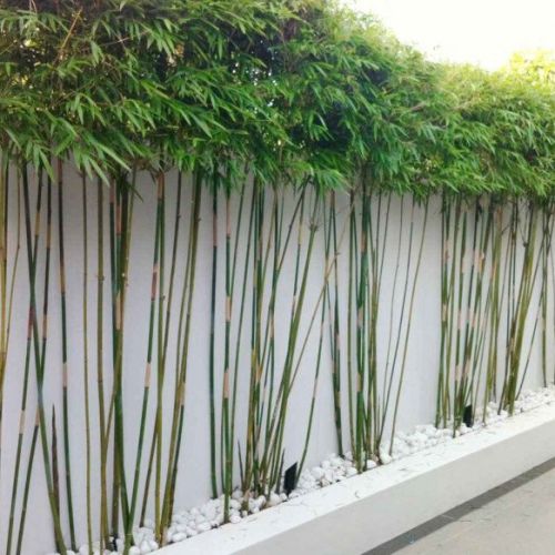 Các sai lầm khi trồng cây trước cửa nhà Các sai lầm khi trồng cây trước cửa nhà