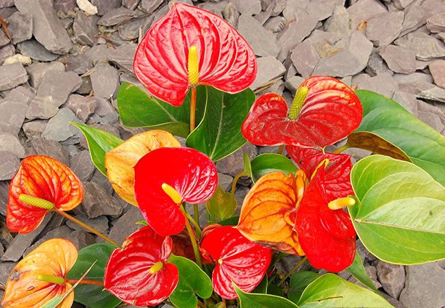 Các loại hoa phù hợp trồng trước nhà